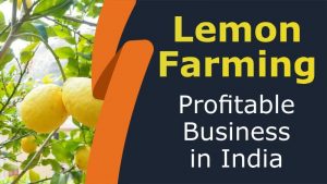 Lemon Farming: Profitable Business in India