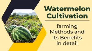 Watermelon Cultivation: Farming Methods and its Benefits in Detail