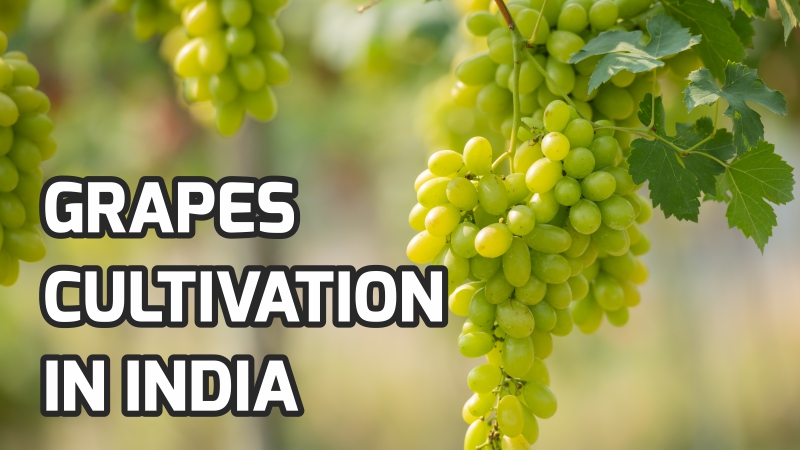 Grapes Cultivation In India