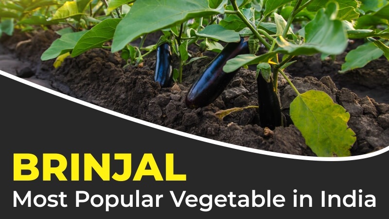 Brinjal: Most Popular Vegetable in India