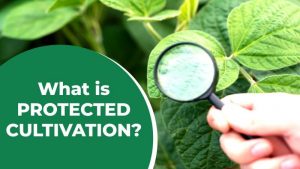 What is Protected Cultivation?
