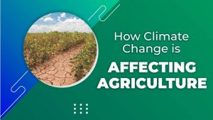 How Climate Change Is Affecting Agriculture