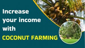 Increase your income with Coconut Farming