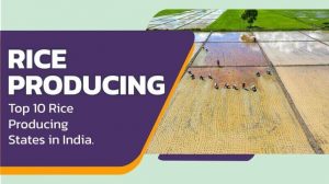 Top 10 Rice Producing States in India