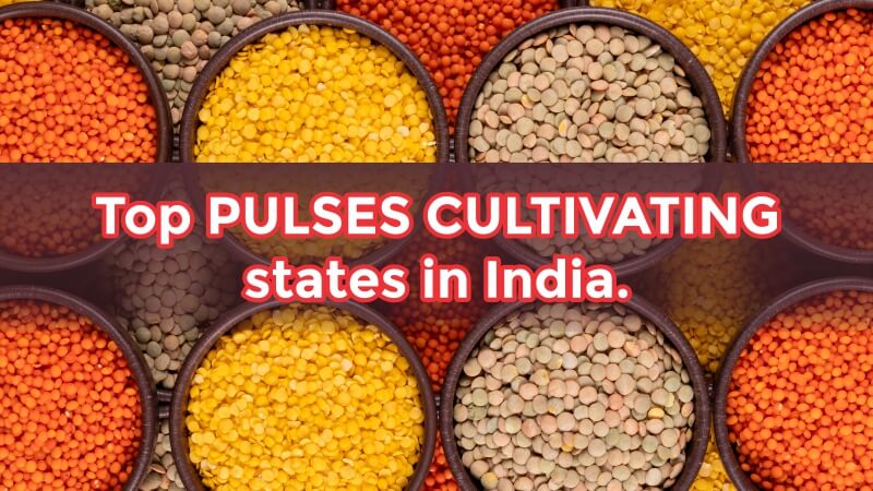 Top Pulses Cultivating states in India