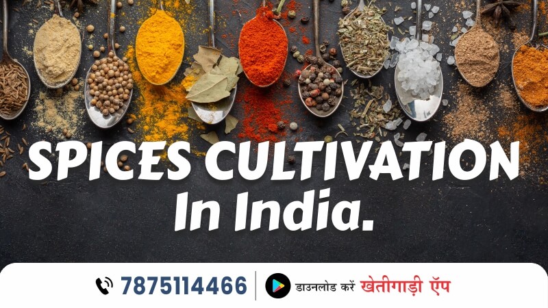Spices Cultivation In India