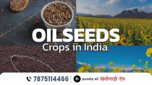 Oilseeds Crops in India