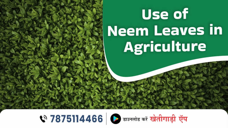 Use of Neem Leaves in Agriculture