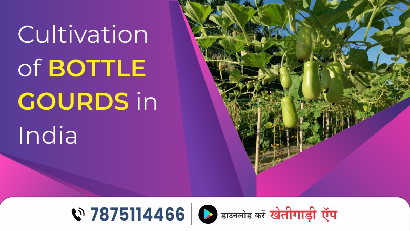 Cultivation of Bottle Gourd in India
