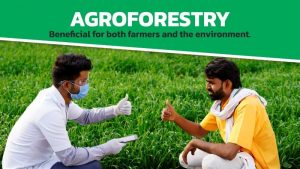Agroforestry: Beneficial for both farmers and the environment