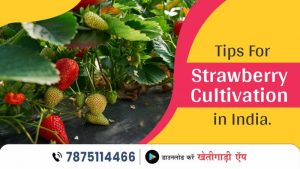 Tips For Strawberry Cultivation in India