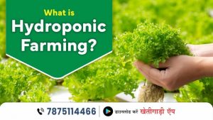 What is Hydroponic Farming?