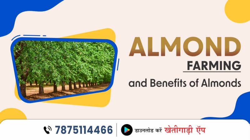 Almond Farming and Benefits of Almonds
