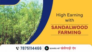 High Earning with Sandalwood Farming