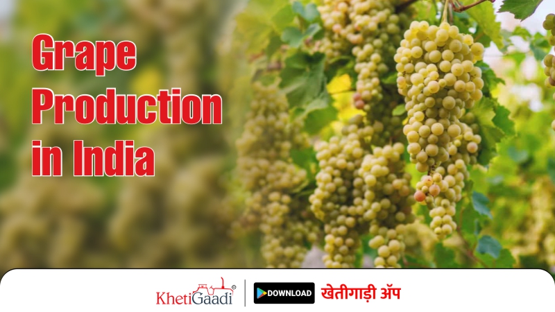 Grape Production in India