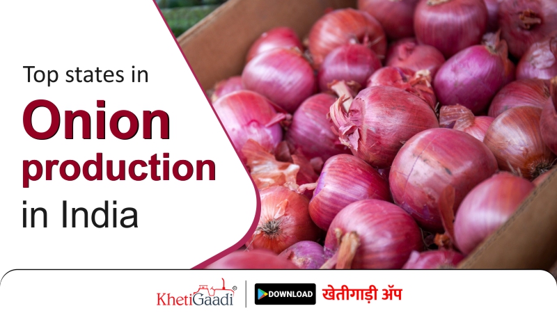 Onion Production: Top 5 States in India