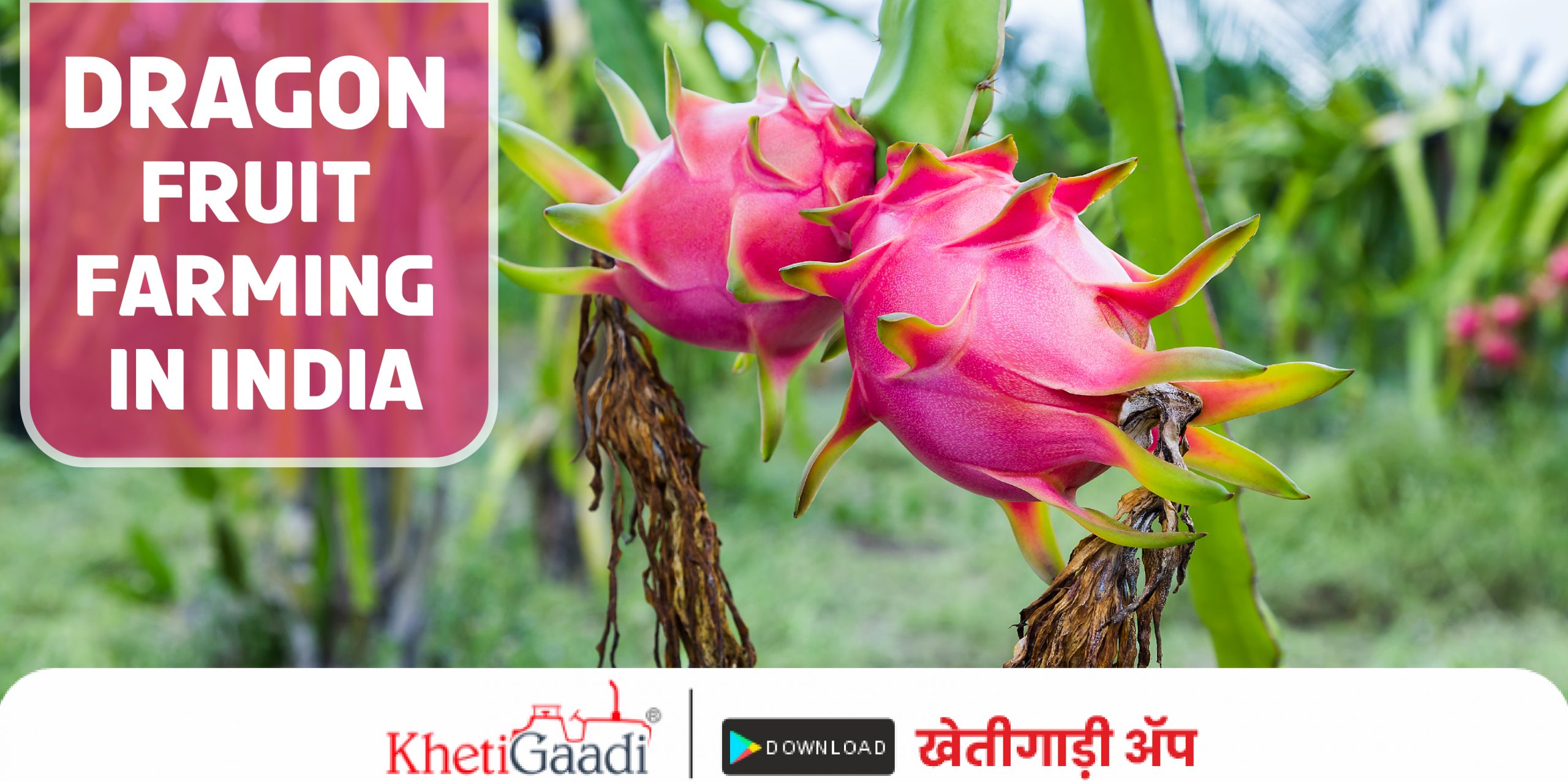 Dragon Fruit Farming in India