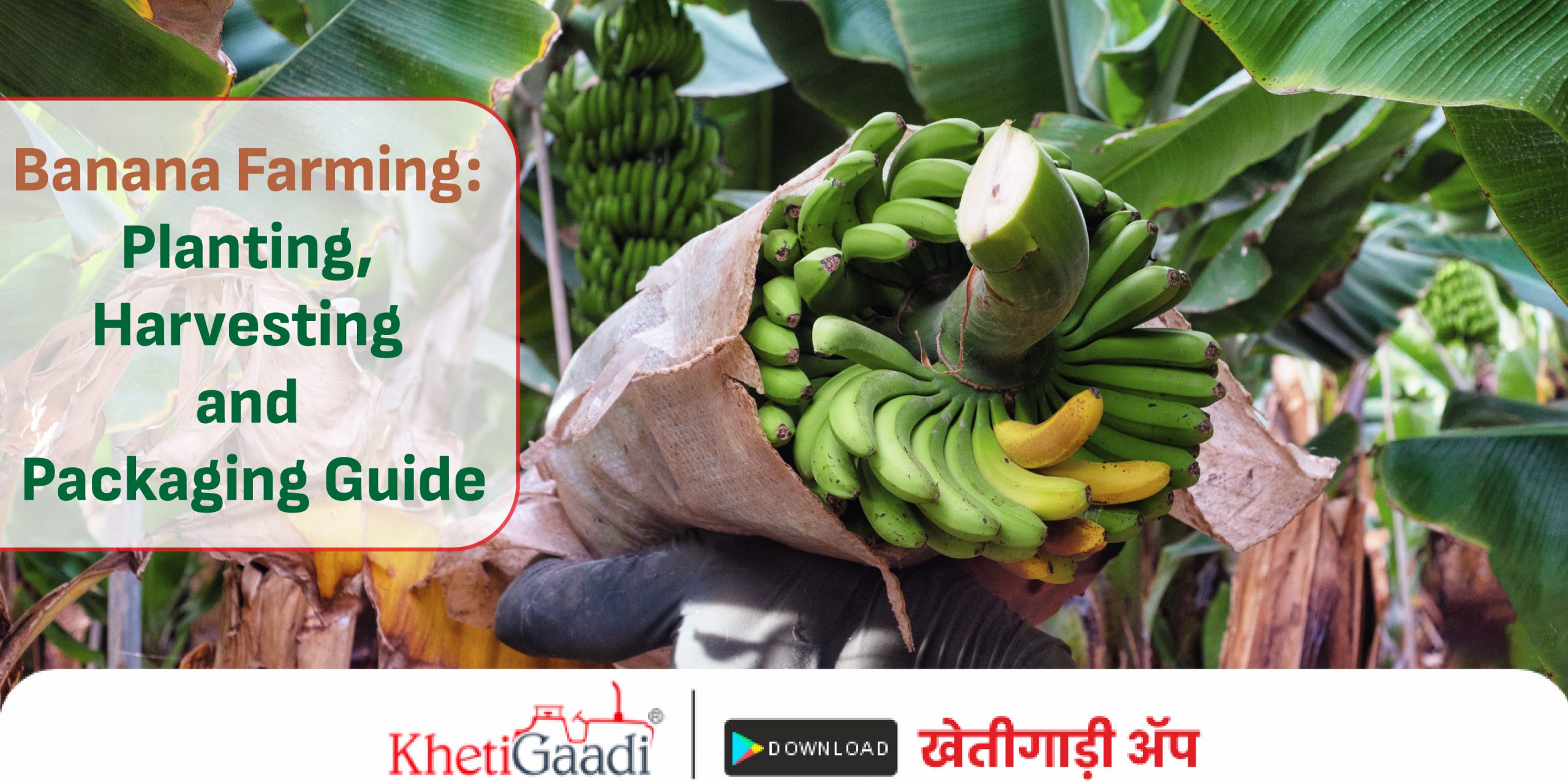 Banana Farming: Planting, Harvesting and Packaging Guide