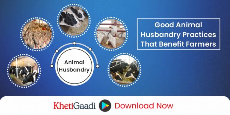 Animal Husbandry