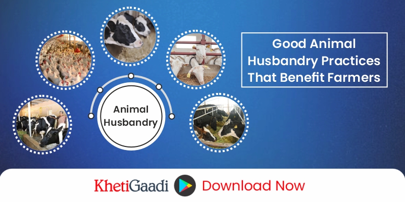 How do good animal husbandry practices benefit farmers?