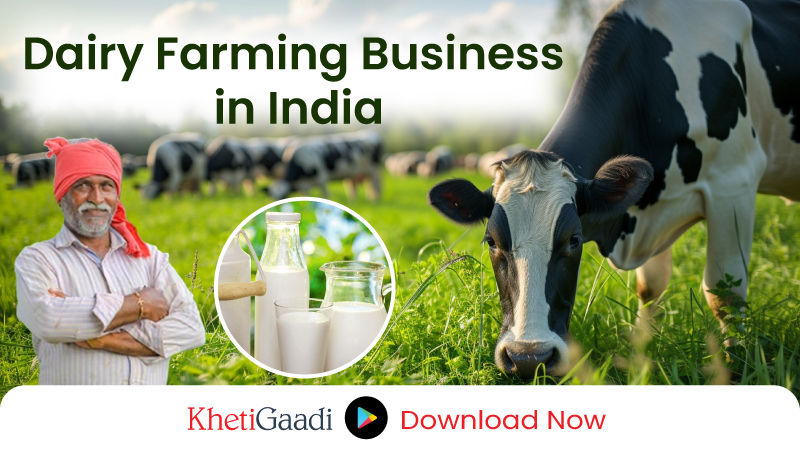 How to Start a Successful Dairy Farming Business in India 