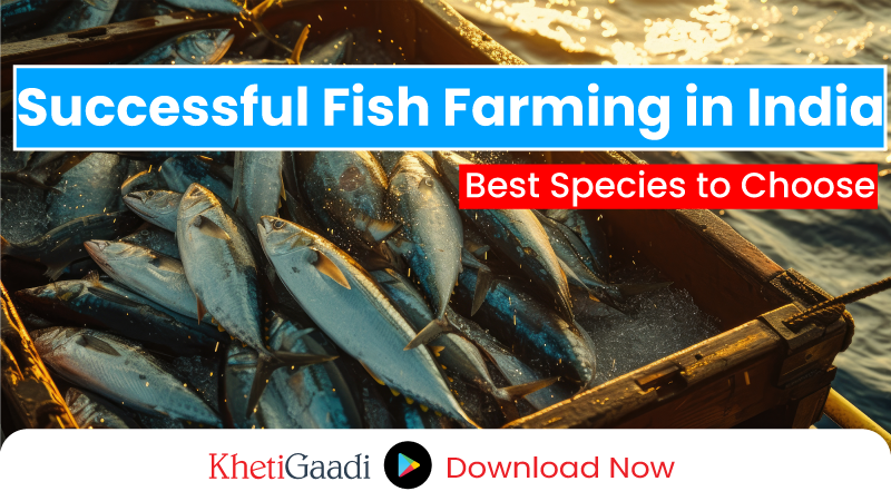 How to do Successful Fish Farming in India Read further to know more about the best species for fish farming 