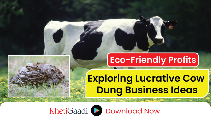 How to Make a Profitable Business from Cow Dung 