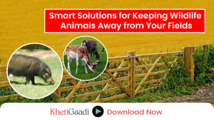 How to Protect Your Crops from Wild Animals?