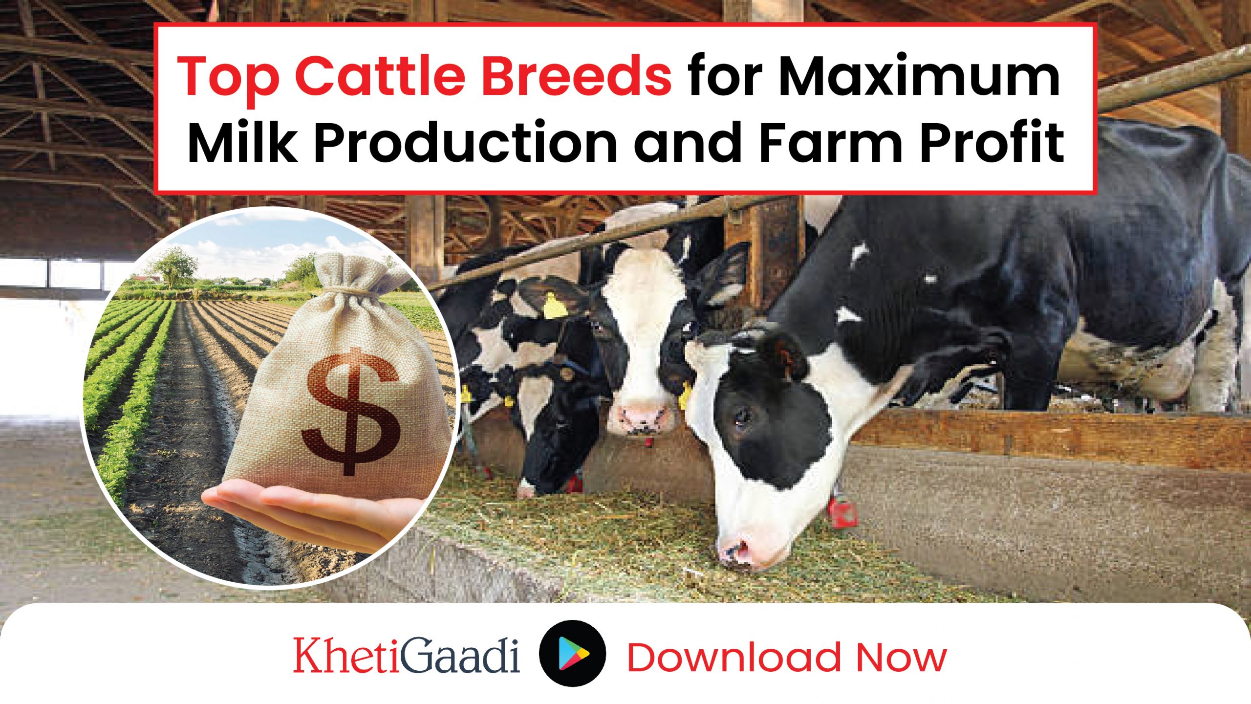 How to Maximize Dairy Farm Profitability with Top Cattle Breeds for High Milk Production