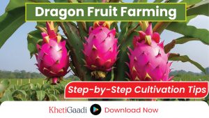 Dragon Fruit Farming in India: Profit Per Acre and Cultivation Guide