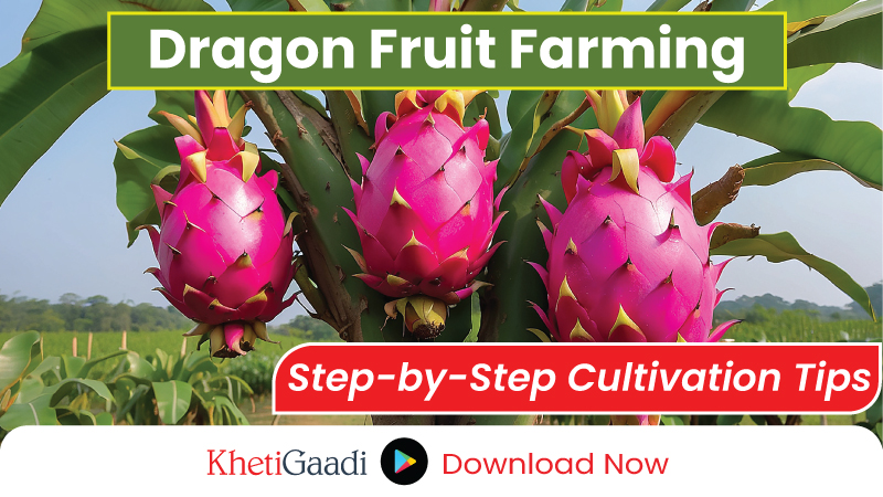 Dragon Fruit Farming in India: Profit Per Acre and Cultivation Guide