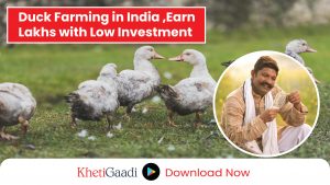 How to Earn in Lakhs from Duck Farming in India? 