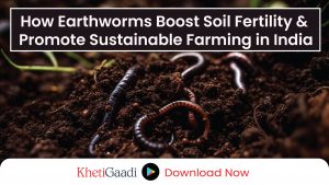 How Earthworms Help Farmers in India to Enhance Soil Fertility & Sustainable Agriculture