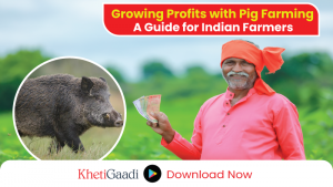 How to Start a Successful Pig Farming Business in India 