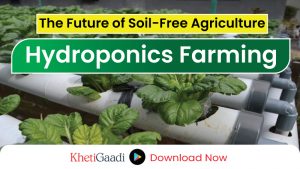 Hydroponics Farming – The Future of Soil-Free Agriculture