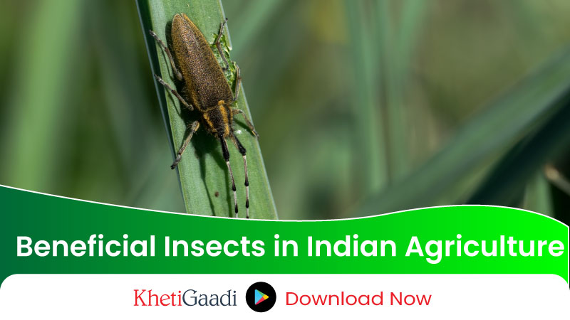 Role of Beneficial Insects in Agriculture in India