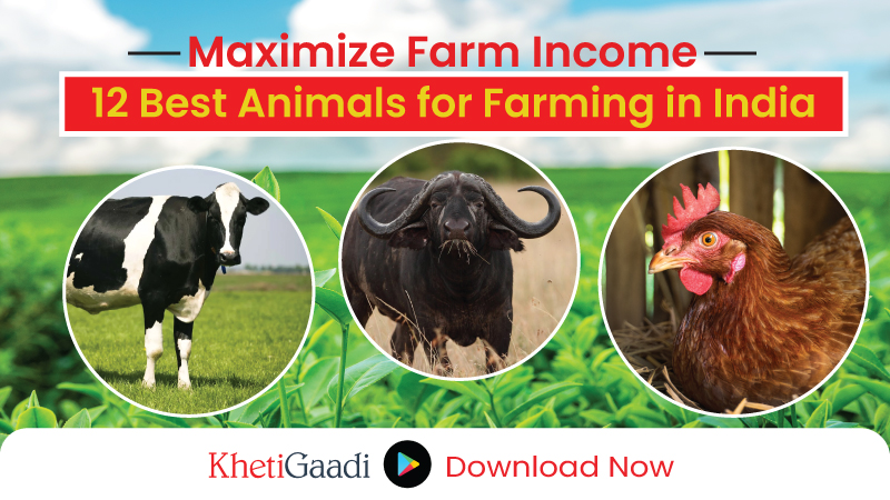 Which Animals are Best for Farms and Farming in India? 