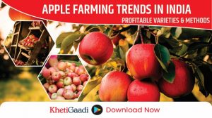 Latest Trends in Apple Farming in India, A guide to Profitable Apple Varieties and Cultivation Methods 