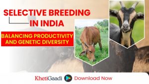 Selective Animal Breeding in India: Enhancing Livestock Through Genetic Selection 