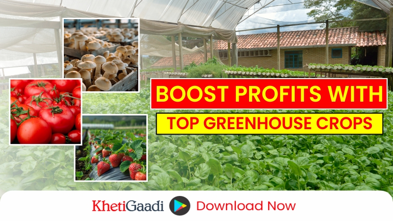 Top 10 Most Profitable Greenhouse Crops for Maximum Returns 