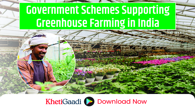 Types and Benefits of Greenhouse Farming in India 