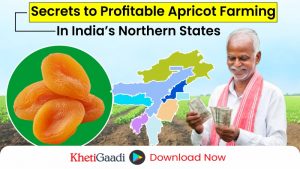 How to do a Profitable Apricot Farming in India? 