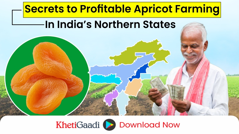 How to do a Profitable Apricot Farming in India? 