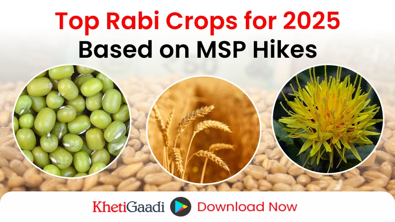 What should be your “Rabi 2025 Crop Strategy”? based on MSP Increases 