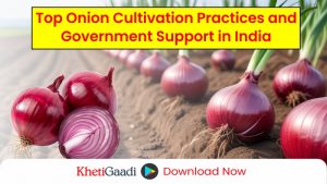 Onion Farming in India: From Seed to Harvest 