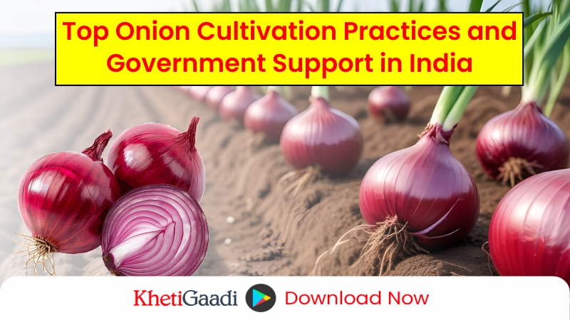 Onion Farming in India: From Seed to Harvest 