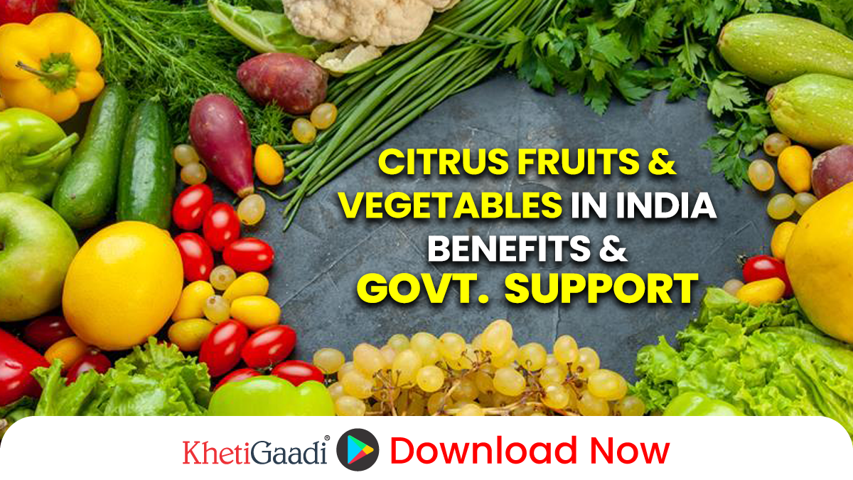 Citrus Fruits and Vegetables in India: Importance, Benefits, and Success Stories 