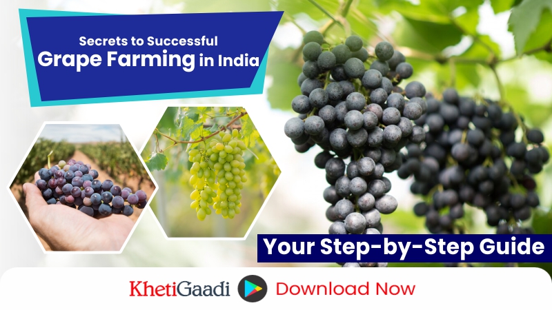 How to achieve a profitable Grape Farming? 