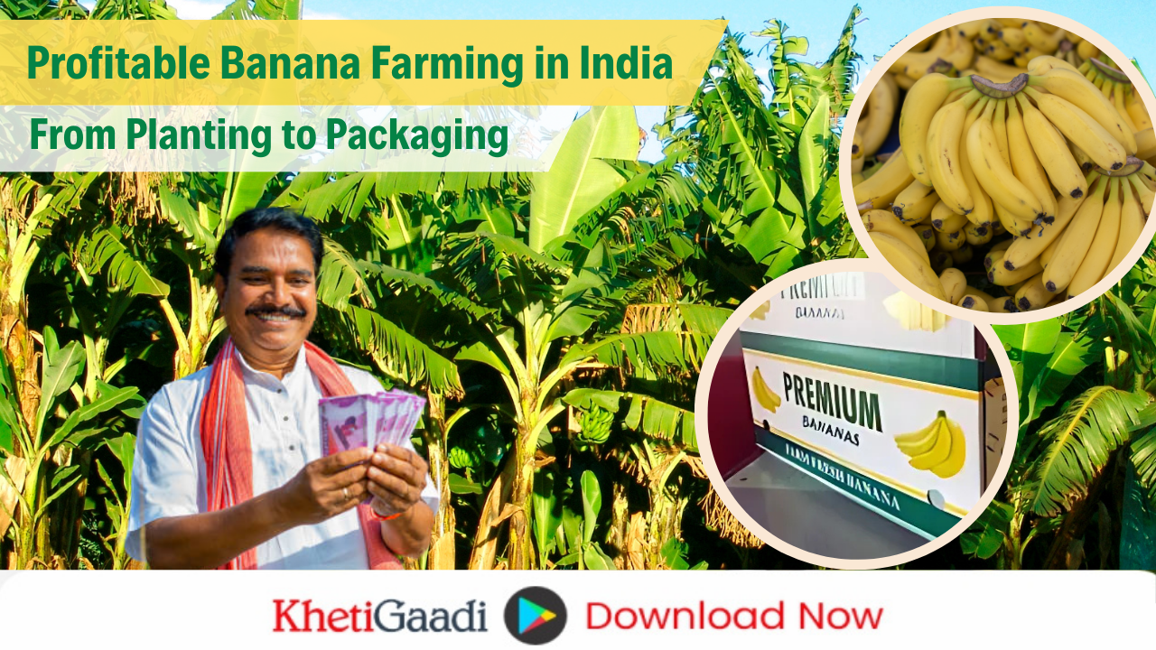 Banana Farming in India – How to Earn Profits from Planting, Harvesting to Packaging 