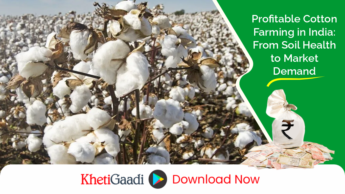 How to maximize the ‘White Gold’ yield?                     Essential Tips for Profitable Cotton Farming in India